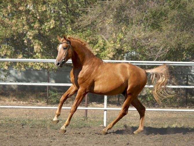 Донская охотничья порода лошадей (дончак): фото, характеристика, содержание