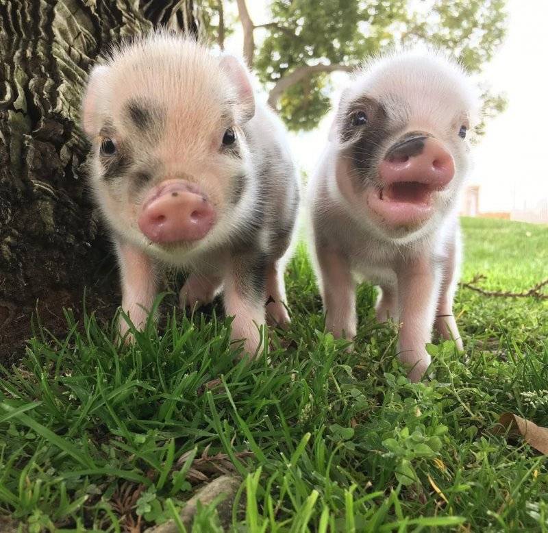 Карликовые свинки мини-пиги и их особенности