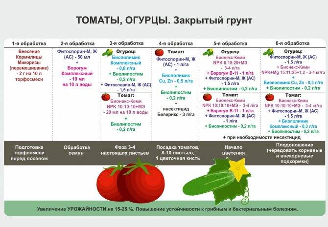 Как правильно удобрять и поливать помидоры в теплице и в открытом грунте: 4 подкормки за сезон на supersadovnik.ru