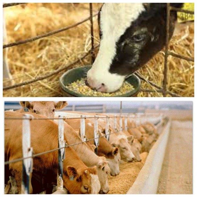Как сбалансировать энергию и протеин в рационах молочных коров 