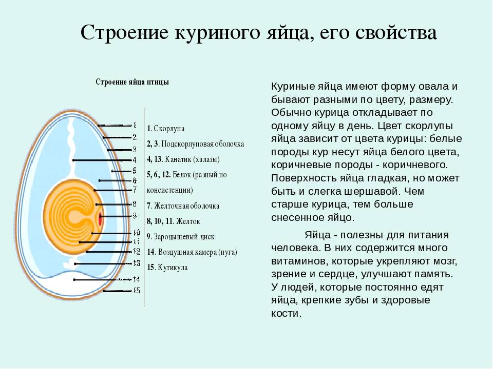 Строение и химический состав куриного яйца: из чего состоит желток, белок и скорлупа?