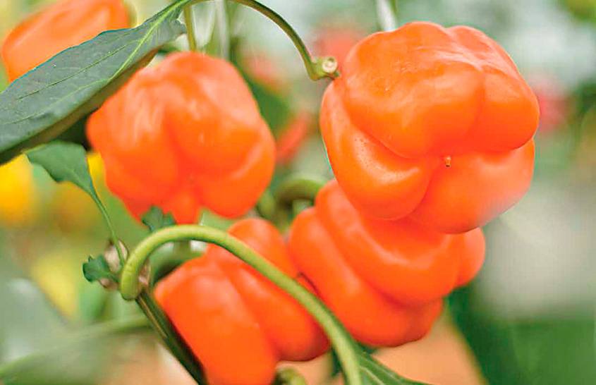Перец оранжевое чудо: характеристика и описание сорта, урожайность, особенности выращивания и ухода, фото
