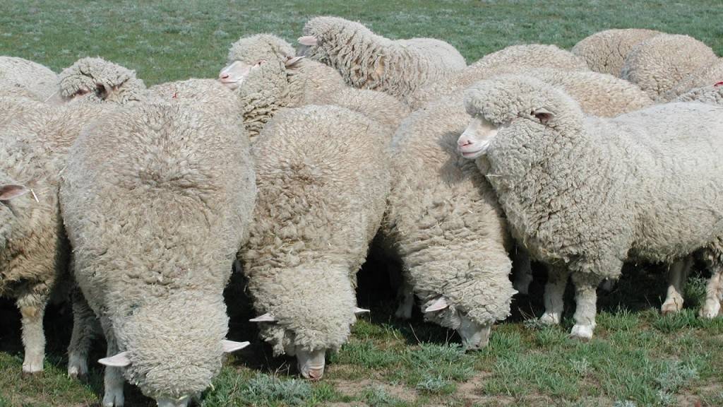 Ягнята романовской породы, романовские бараны, средний вес овец в месяц и год отроду