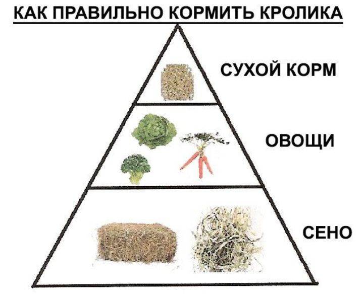 Какую траву можно, нельзя давать кроликам, сколько сена нужно в день и на зиму на одного кролика