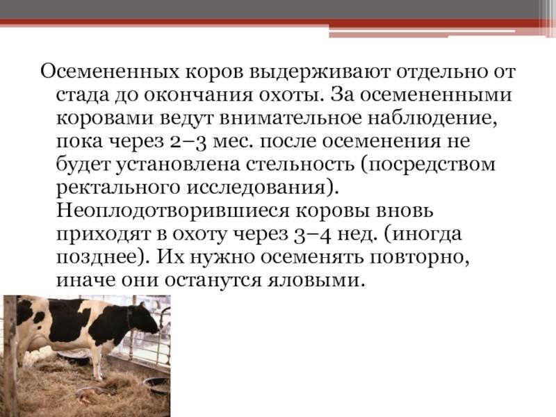ᐉ охота у коровы: длительность, признаки, проблемы - zooon.ru