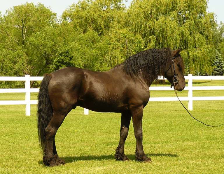 Башкирская лошадь: описание и содержание породы, достоинства и недостатки, особенности ухода, фото