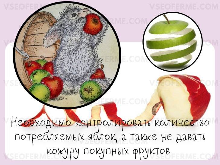 Дают ли кроликам яблоки: польза и вред фрукта, нормы кормления