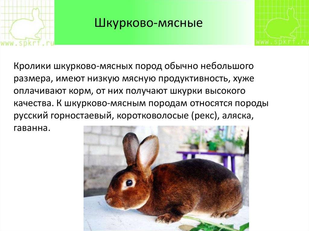 Кролики рекс: фото, описание породы, разведение