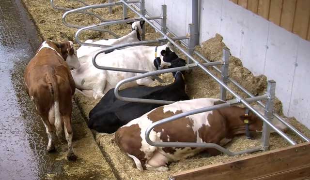 Отел коровы: как подготовиться и принимать теленка?