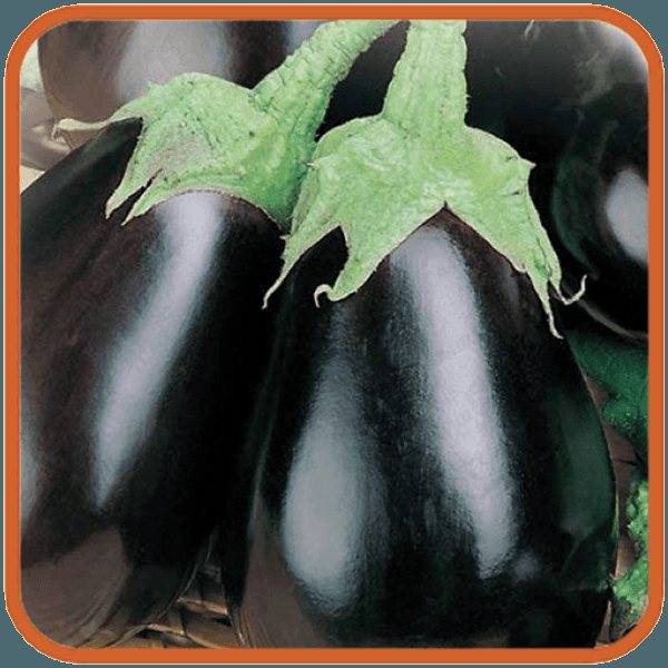 Баклажан черный красавец: топ правила выращивания, описание