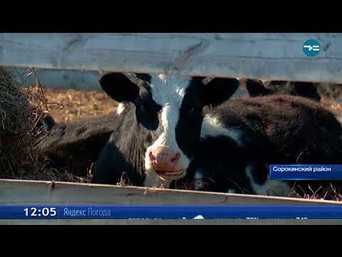 О лейкозе у коров и крупного рогатого скота: чем опасно, можно ли пить молоко