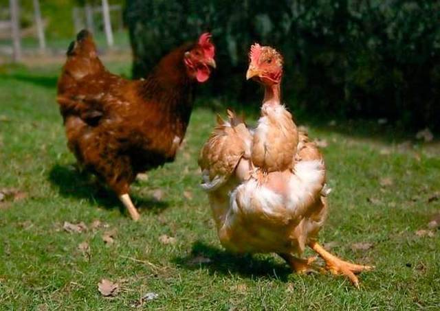 Цыплята клюют друг друга до крови: что делать, советы, фото