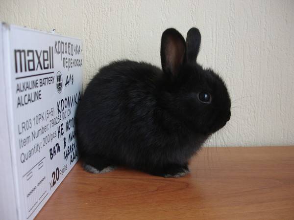 Как определить возраст декоративного кролика и до каких размеров они растут