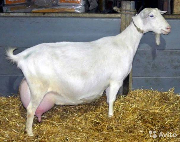 Зааненские козы: описание породы и характеристика, уход и сколько стоят
