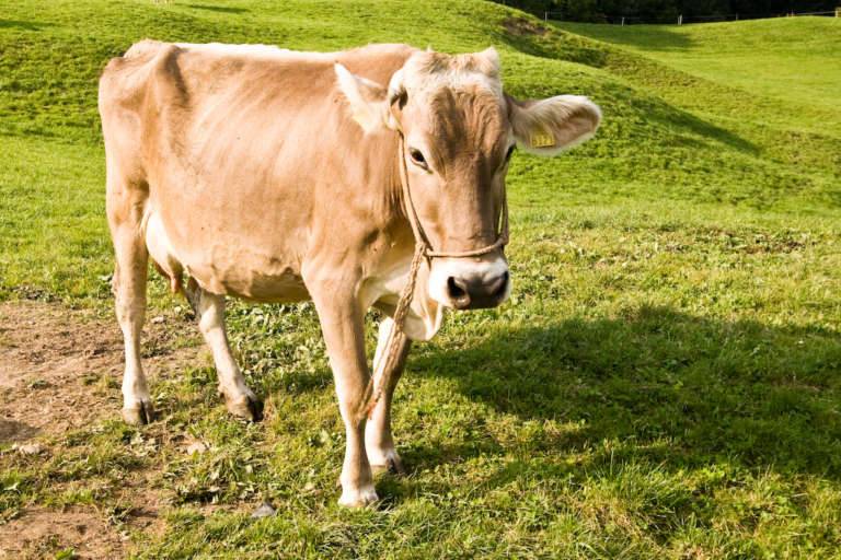 ᐉ красногорбатовская порода коров: описание и характеристика - zooon.ru