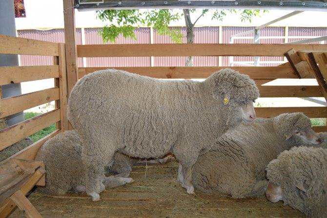 Куйбышевская порода овец и баранов характеристика фото