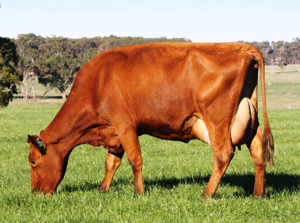 Красная степная порода коров: характеристики и особенности разведения