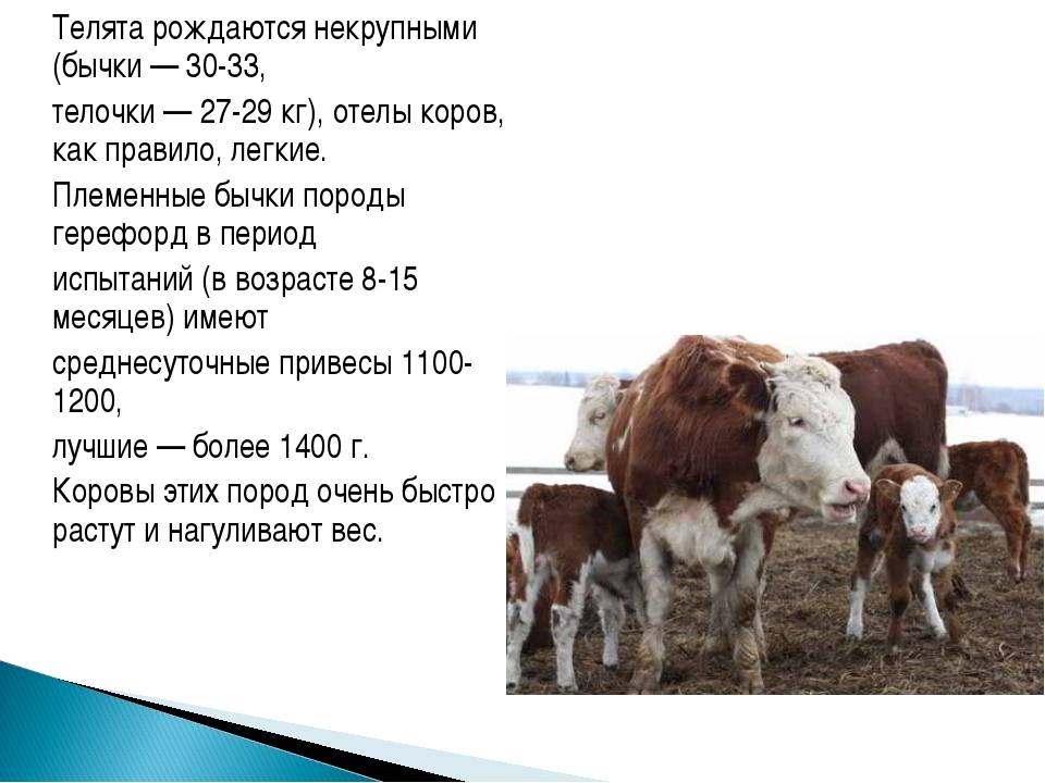 Сколько сена надо корове на зиму в день, как часто кормить