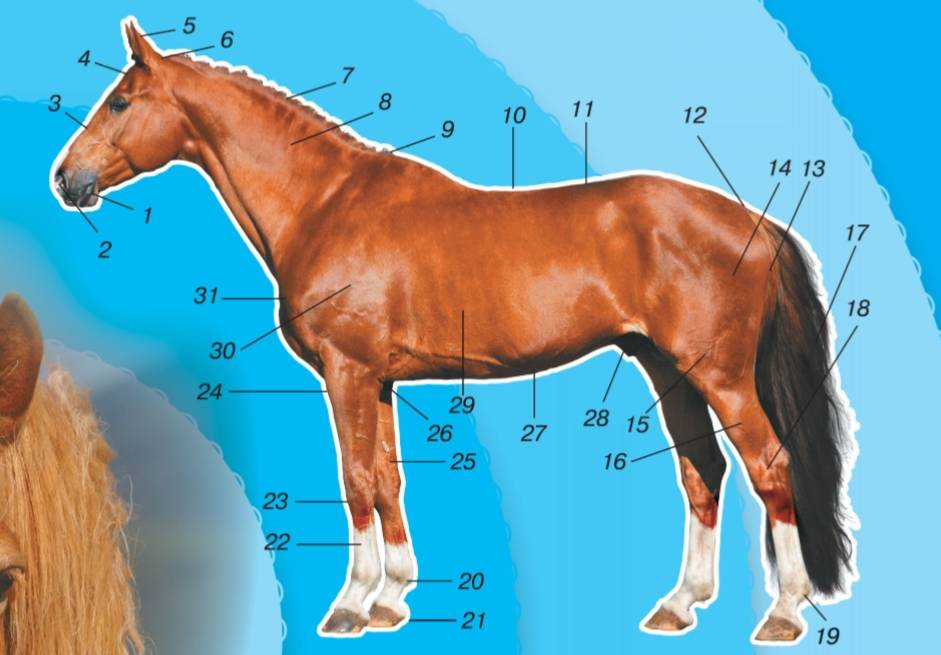 Голова лошади: зубной ряд, стати, виды, типы, профиль и описание