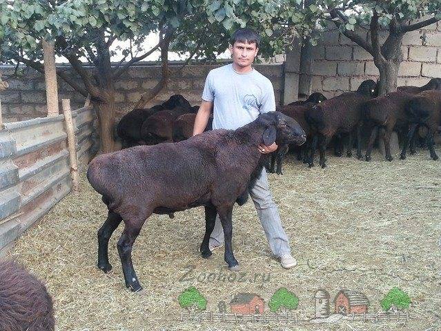 Эдильбаевская порода овец — характеристика, описание, условия содержания.