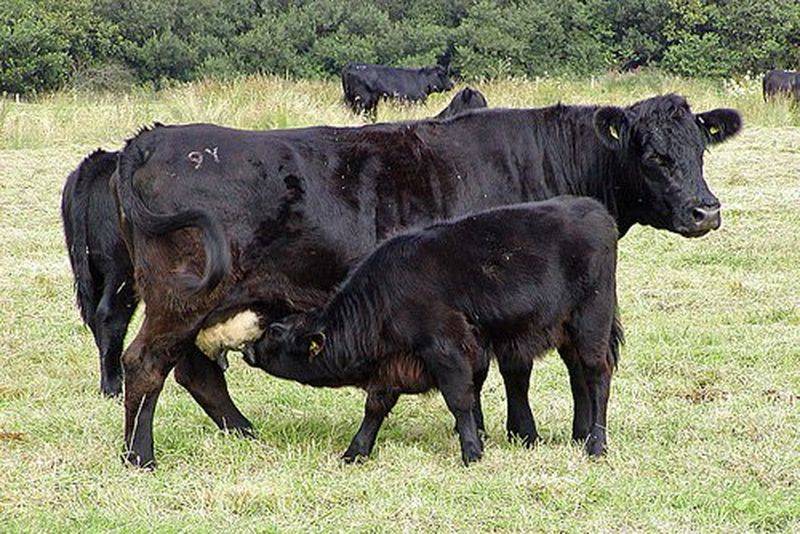 Телята и бычки абердин-ангусской породы: характеристики крс, фото коров — разведение, кормление нетели, откорм на мясо — moloko-chr.ru