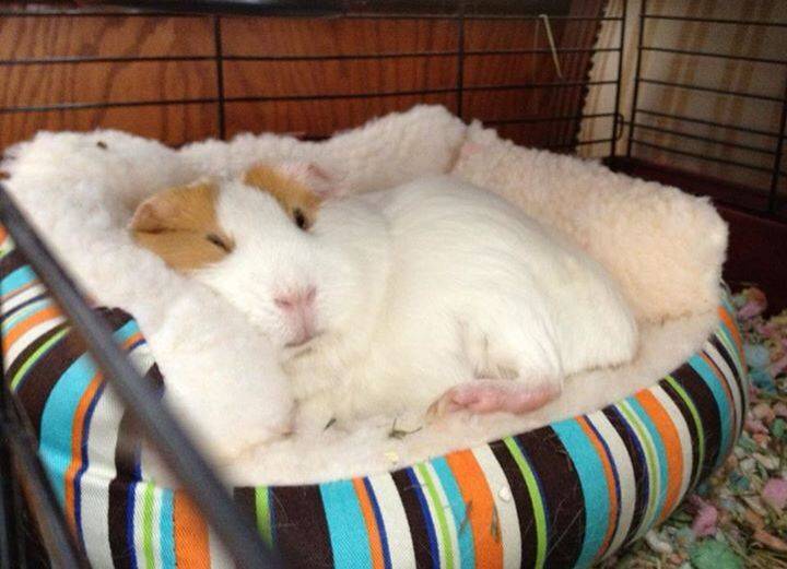 Как спят кролики: сколько и как часто, особенности сна