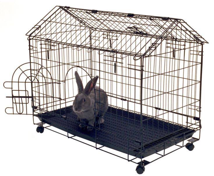 Карликовые кролики: уход и содержание в домашних условиях