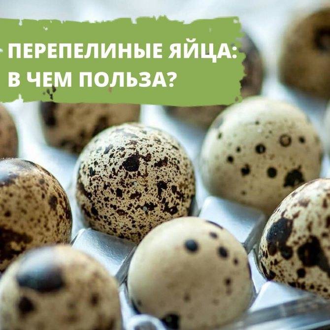 Перепелиные яйца польза и вред для организма