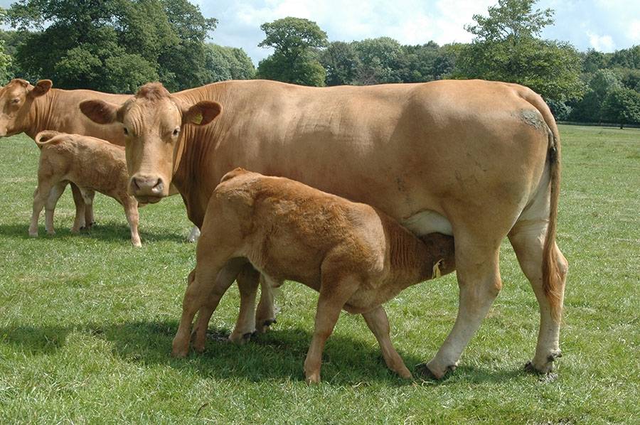 Породы коров: мясного, молочного и комбинированного направления
