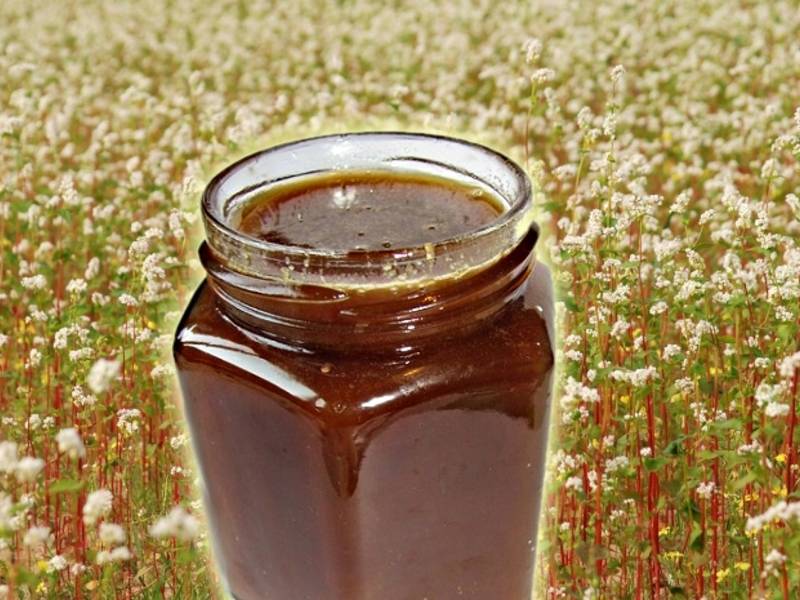 Лесной мед: полезные свойства и противопоказания. виды лесного меда