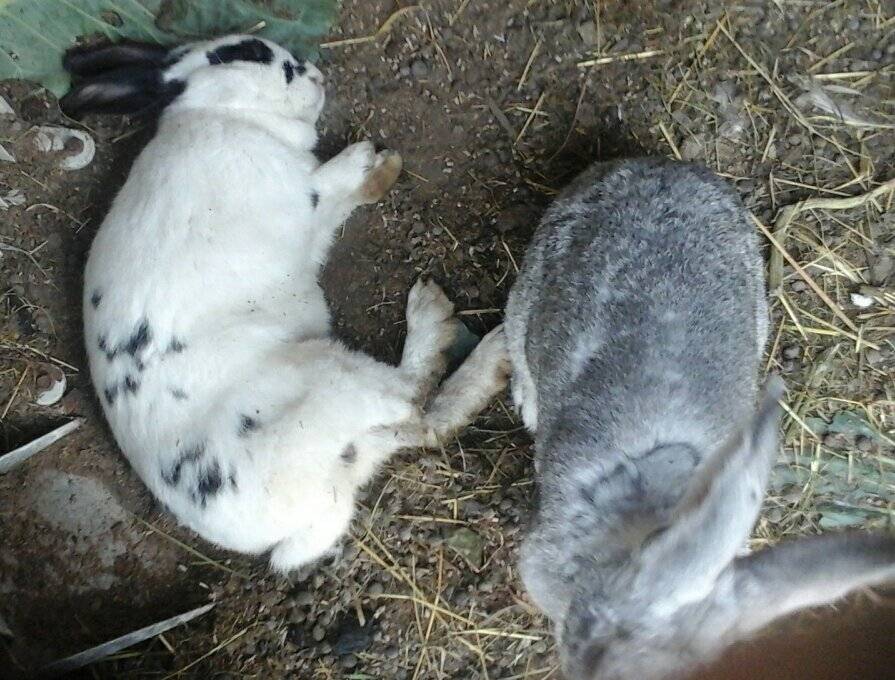 Декоративные кролики. правда ли, что кролик спит с открытыми глазами