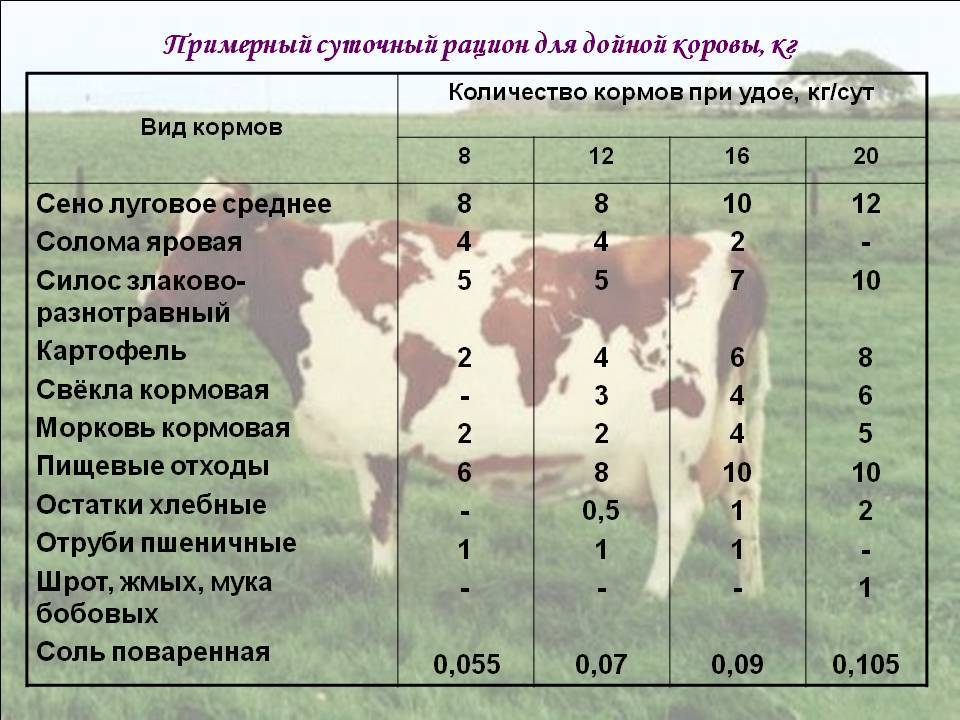 Запуск коров. особенности кормления и содержания коров в сухостойный период