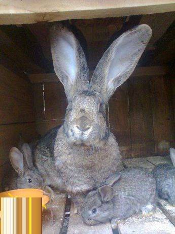 Гигантские кролики немецкой породы ризен. разведение и содержание кроликов – великанов
