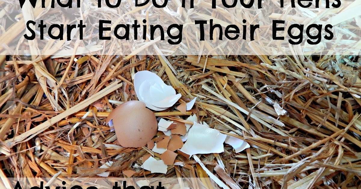 Почему куры клюют свои яйца