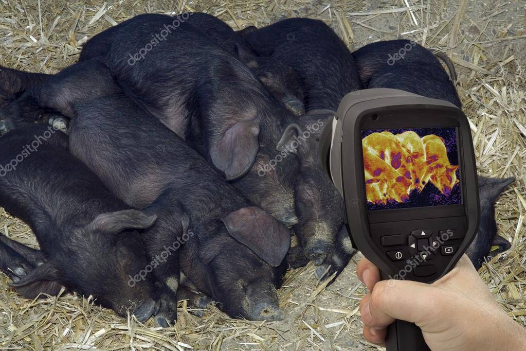 Какая нормальная температура у свиней?