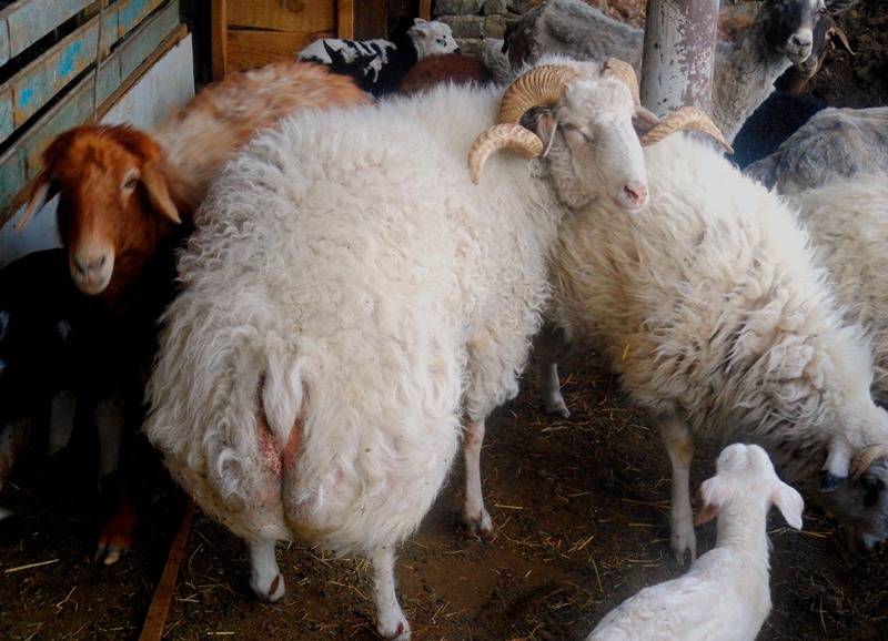 Курдючные овцы и бараны: описание породы, разведение