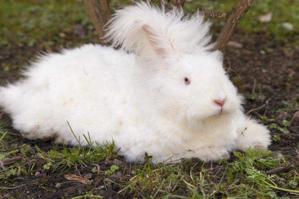 Ангорский кролик – фото, описание, содержание, питание, размножение