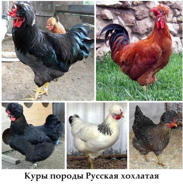 Русская хохлатая порода кур: содержание и уход
