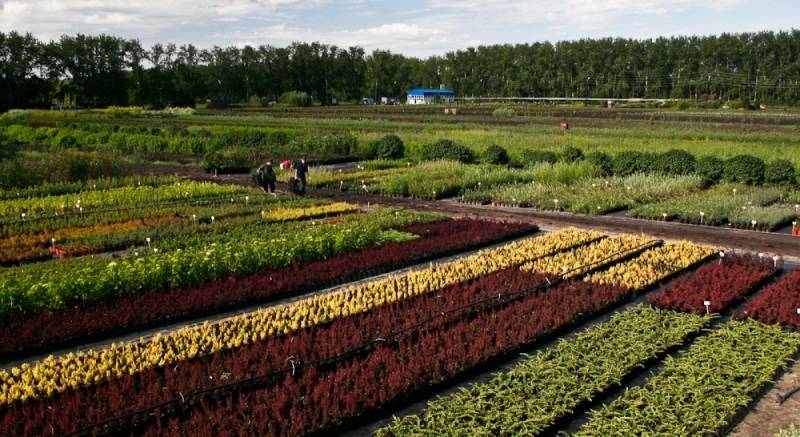 Бизнес-план - выращивание саженцев. как открыть питомник хвойных растений? :: businessman.ru