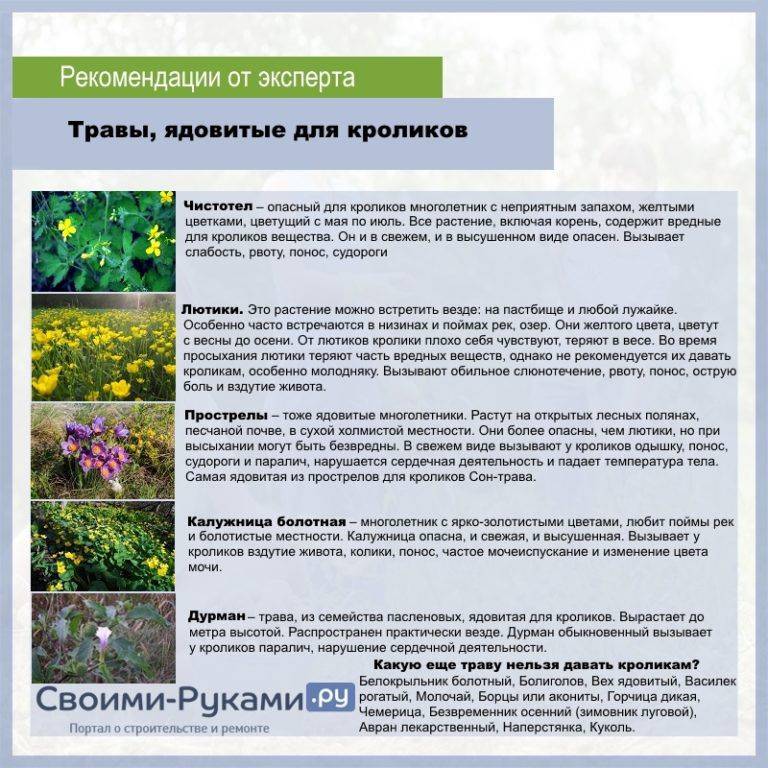 ᐉ ядовитые растения и травы для кроликов - zooon.ru