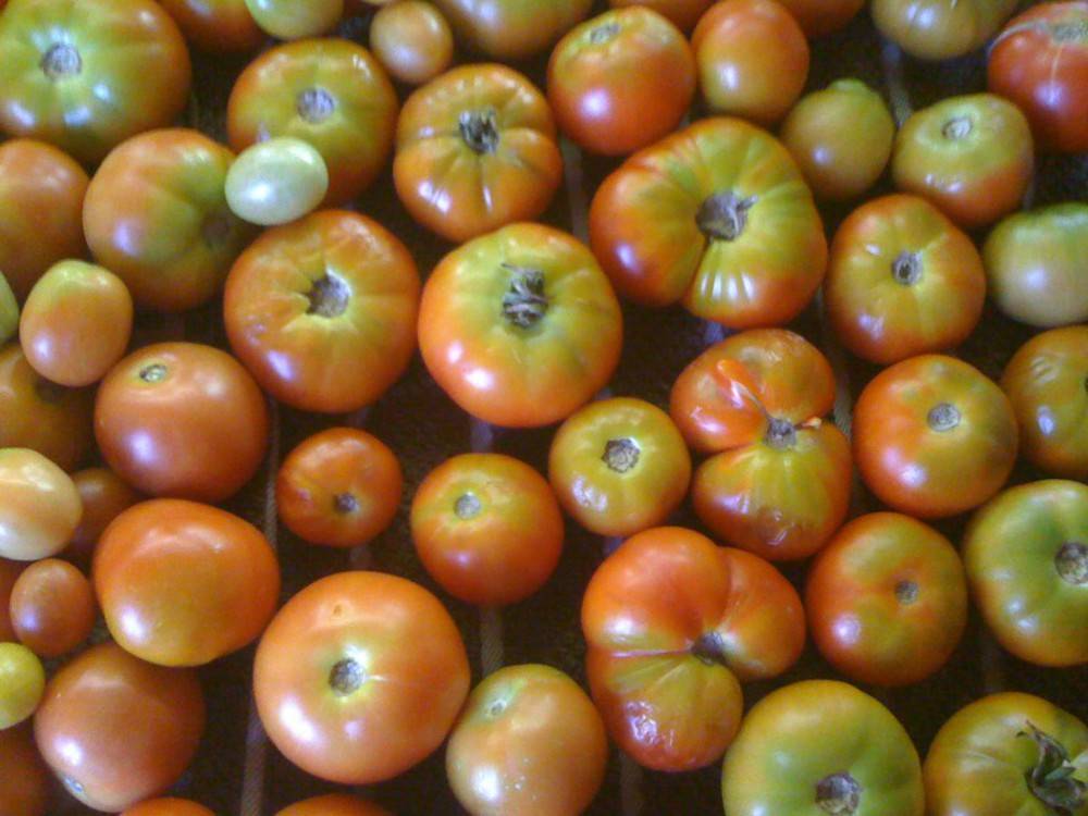 Способы дозревания зеленых помидоров в домашних условиях – дачные дела