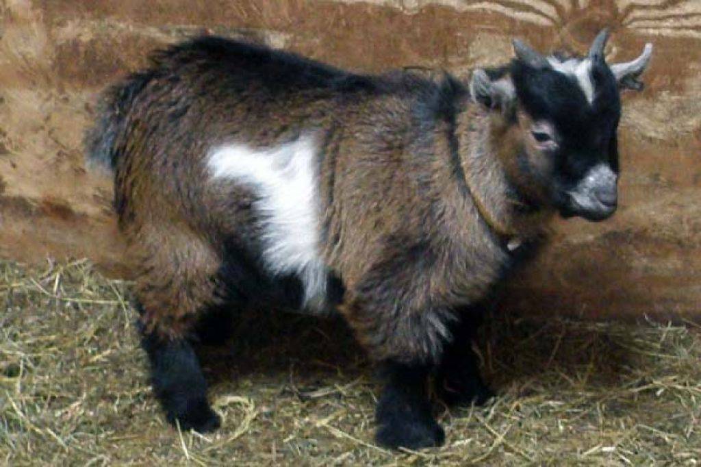 Камерунская карликовая коза — описание породы