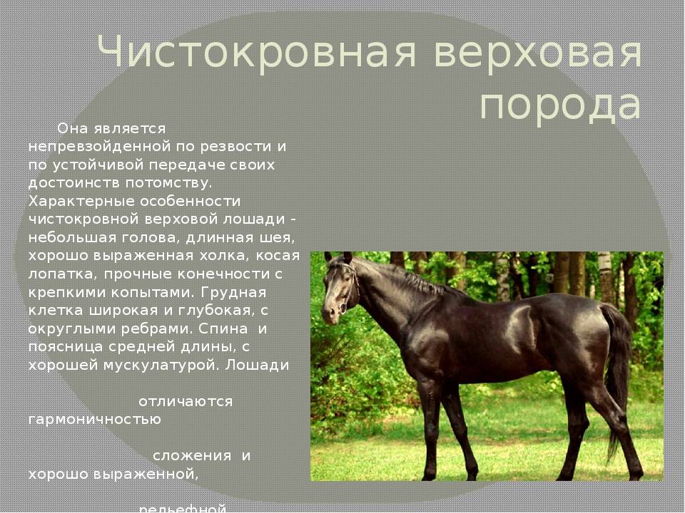Буденновская порода лошадей: фото, характеристка, содержание, цена