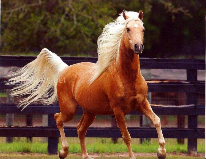 Самые красивые породы лошадей в мире: топ 10
