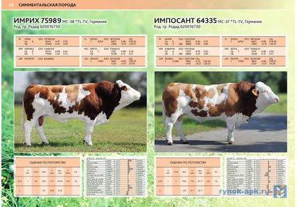 Особенности симментальской породы коров: характеристика, содержание бычка, производительность