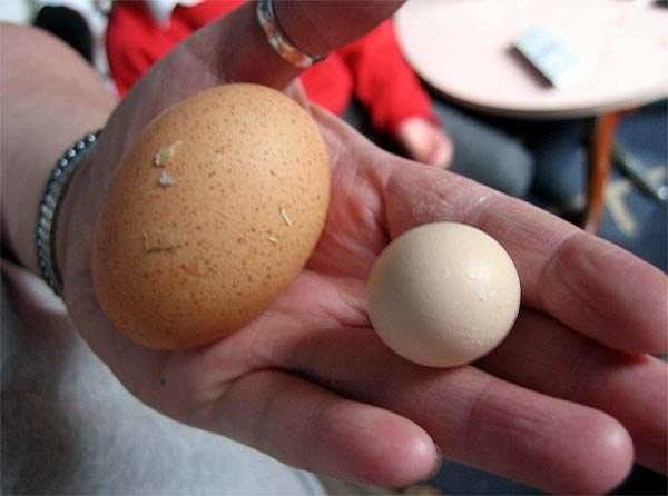 О мелких яйцах у кур несушек, и что делать, если курицы несут яйца без желтка