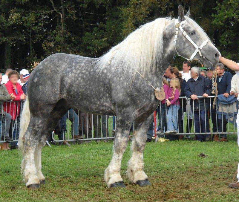 Першерон лошади: описание и характеристика породы, размеры и вес, особенности содержания, фото, видео