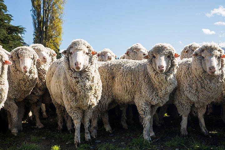 Советский меринос: характеристика и описания породы овец с фото