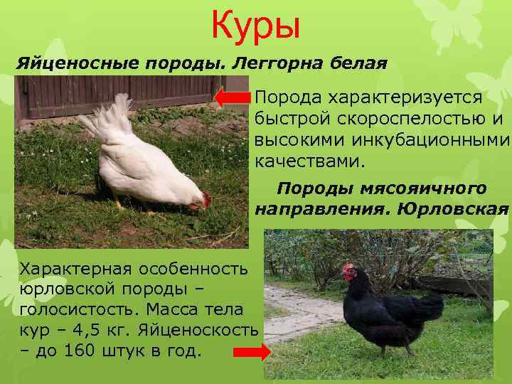 Леггорн (куры): описание породы и характеристика :: syl.ru