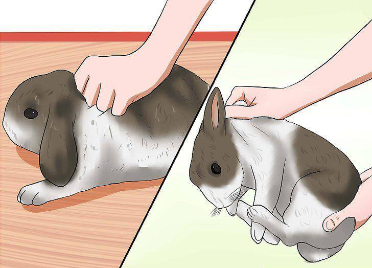 Как правильно приручить кролика к рукам, особенности процесса